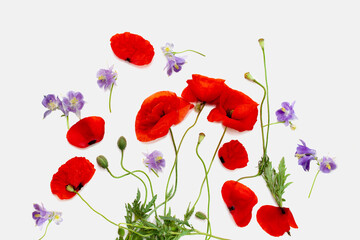 Obraz premium Wild red poppies in a row. Isolated on white background.Flower red poppies and buds (Papaver rhoeas, common names: corn poppy, corn rose, field poppy, red weed)