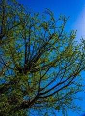 新緑のイチョウ