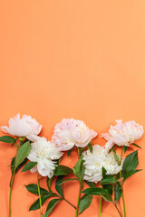 Border frame made of pink and white peonies flower  on color background. Beautiful pink peony flowers orange background  with copy space for your text top view and flat lay style.