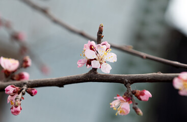 blossoming sakura flowers near the house