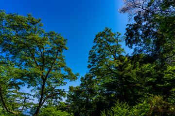 新緑と青空　春の風景