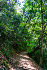 高尾山の登山道（4号路）