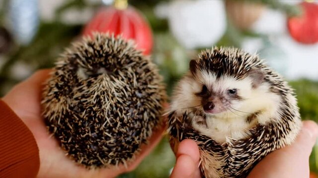 Domestic tame hedgehogs. Two African pygmy hedgehogs in hands on a shining Christmas fir background. Christmas for pets.