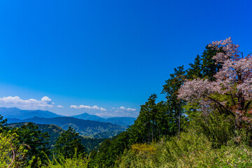 高尾山　もみじ台からの眺望　桜