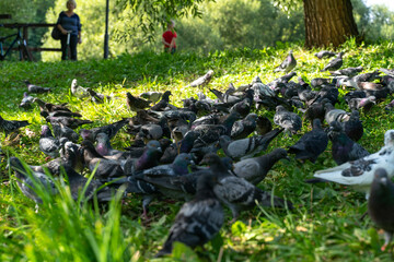 Pigeons in the park on the grass.