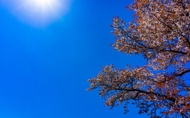 満開の山桜と青空