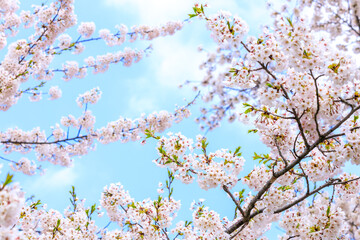 角館の桜　桧木内川　桜並木