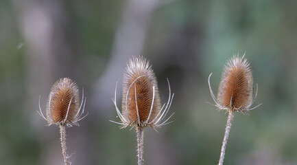 brown seed heads of a teasel with natural grey and green background