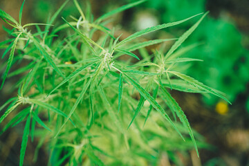 Marijuana green leaf plant cannabis bud