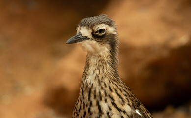 Bush Thick-knee (Burhinus grallarius) a solitary bush thick knee bird isolated on a natural brown background