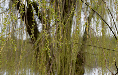 blossoming buds on a willow tree in spring