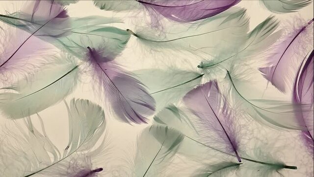 Feathers close-up blue purple feathers background. feathers texture. Beautiful nature background