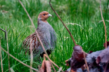 Rebhuhn ( Perdix perdix ).
