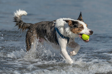 Dog with a ball running in the sea