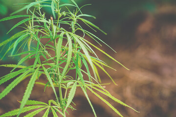 Marijuana green leaf plant cannabis bud