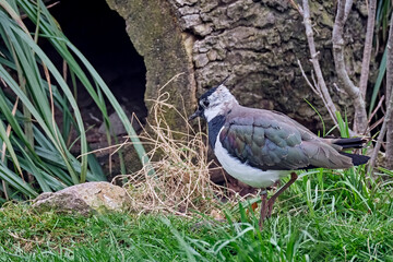 Kiebitz ( Vanellus vanellus ).