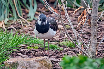Kiebitz ( Vanellus vanellus ).