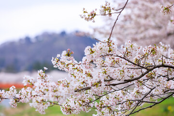 角館の桜　桧木内川　桜並木