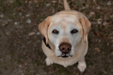 Labrador im Seniorenalter