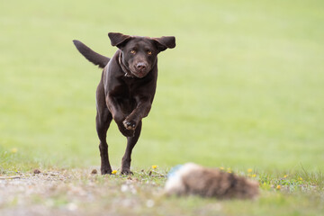 Labrador apportiert Felldummy