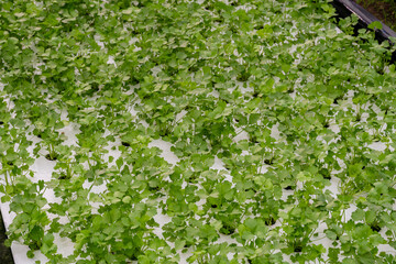 Celery is growing beautifully in a hydroponic system.