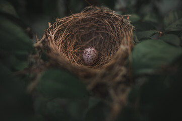 Naklejka na ściany i meble A small bird egg on a green tree in the garden next to the house.