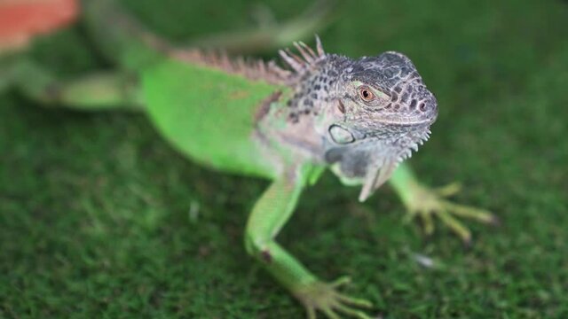 iguana is one of the most popular pet lizards for lovers of exotic pets. beautiful reptiles