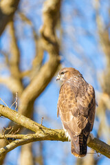 Buzzard in the forest. Sitting on a branch of a deciduous tree in winter. Wildlife Bird of Prey,. Detailed feathers in close up. Blue sky behind the trees. Wildlife scene from nature, seen from behind