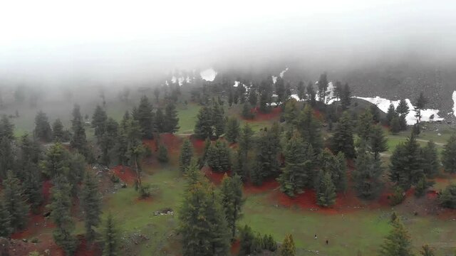 Aerial View Of Trees At Naltar Valley With Mist Floating In Air. 