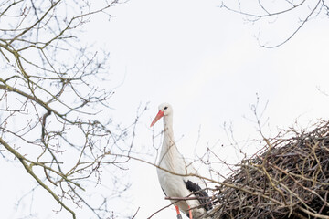 A stork stands in its nest, between twisting branches of the tree. copy-space