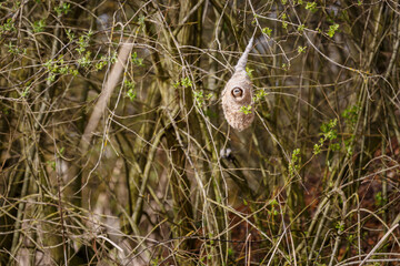 European penduline tit inside its hanging nest. Remiz pendulinus.