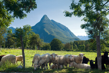 Obraz premium Sheep flock on a mountain pasture