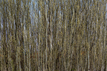 Obraz premium Populus alba. White poplars sprouting in spring.