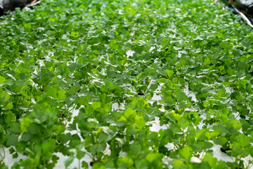 Celery is growing beautifully in a hydroponic system.