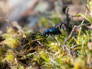 Dark beetle crawling on moss in the forest in spring on a sunny day