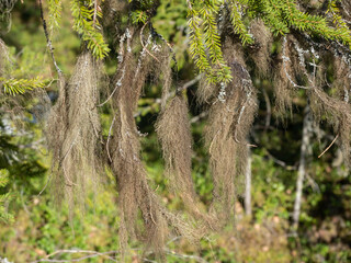 Dense filamentous lichen on spruce branches - an indicator of clean air