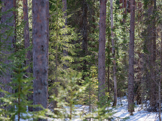 Fototapeta premium Spruce forest in spring in sunny weather in Karelia, northwest Russia