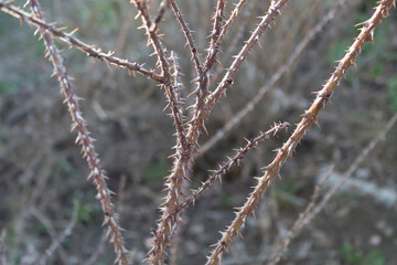 Park rose bush with very dense thorns.