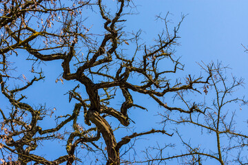 Äste eines sehr alten Baumes ohne Laub
