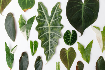 Leaf cutting from various plant arrange neatly with isolated white background. Leaves cutting.