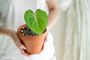 Ladies hand holding Philodendron Gloriosum in terracotta pot with isolated white background
