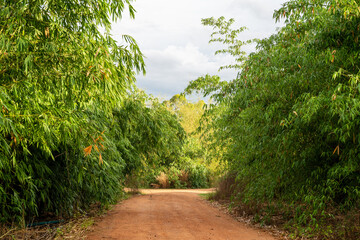 Fototapeta na wymiar bamboo tree and road.