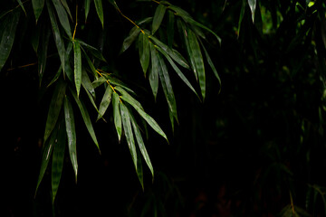 Bamboo stalk, Bamboo background in dark tone, Bamboo forest