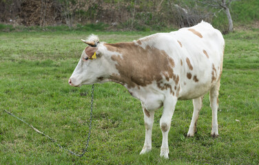 cow grazing in the meadow in spring