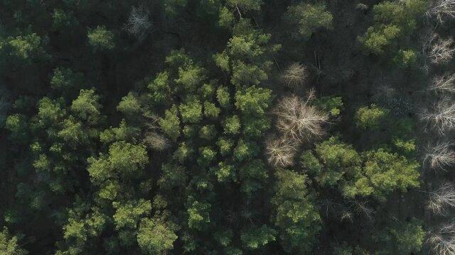 Drone footage pine, Christmas tree green forest in summer or spring overall plan in 4K