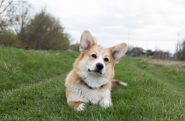 welsh corgi pembroke dog walking
