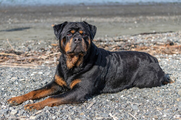 Rottweiler resting on the beach