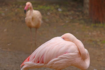 Fototapeta premium A pink flamingo stands on one leg with its head buried in feathers.