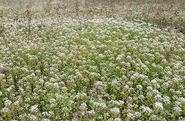 wild meadow flowers in the meadow in spring