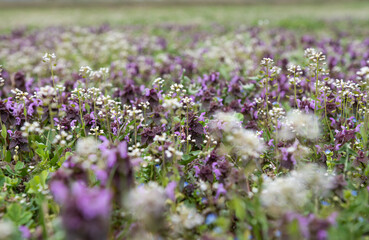 Obraz premium wild meadow flowers in the meadow in spring